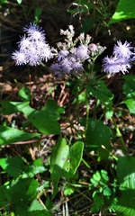 Conoclinium coelestinum