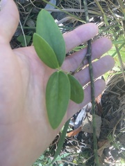 Smilax