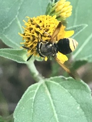 Hoplitimyia mutabilis