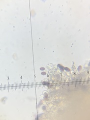 Psathyrella