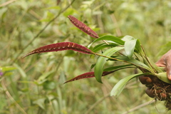 Bulbophyllum