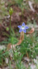 Wahlenbergia gracilis