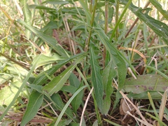 Centaurea oxylepis