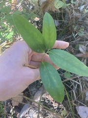 Smilax