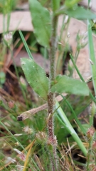 Wahlenbergia gracilis