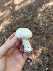 Leucoagaricus barssii