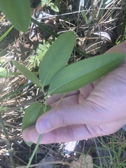 Smilax