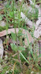 Wahlenbergia gracilis