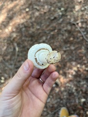 Leucoagaricus barssii