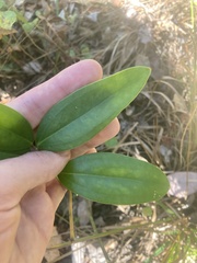 Smilax