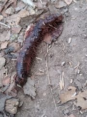 Diplopoda
