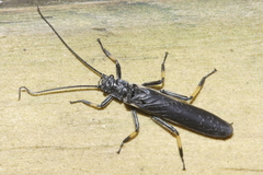 Austroperla cyrene