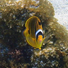Chaetodon lunula