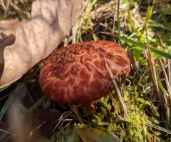 Suillus spectabilis