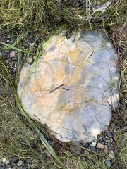 Phacellophora camtschatica