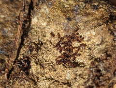 Myrmecophilus