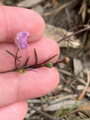 Agalinis tenuifolia
