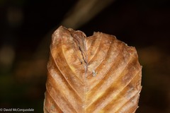 Orchestes fagi