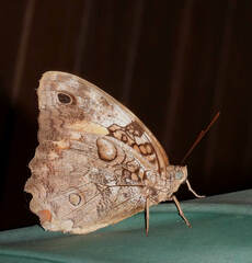 Opsiphanes quiteria