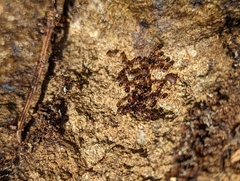 Myrmecophilus