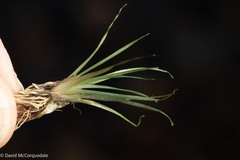 Eriocaulon aquaticum