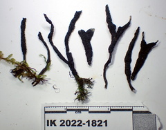Xylaria longiana