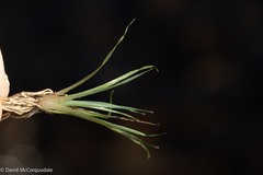 Eriocaulon aquaticum