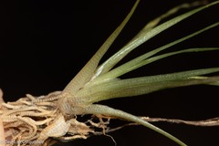 Eriocaulon aquaticum