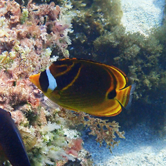 Chaetodon lunula