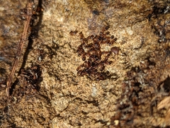 Myrmecophilus