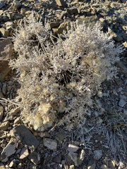 Tetradymia canescens