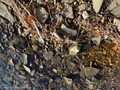 Eriocaulon aquaticum