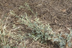 Parthenium hysterophorus
