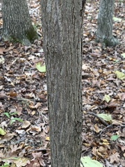 Morus rubra