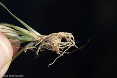Eriocaulon aquaticum