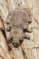 Syrphetodes marginatus