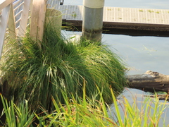 Carex cusickii