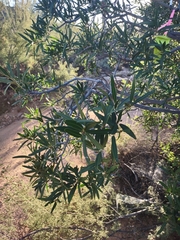 Pleradenophora bilocularis