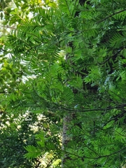 Prumnopitys ferruginea