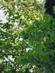 Prumnopitys ferruginea