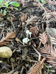 Marasmius calhouniae