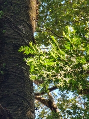 Prumnopitys ferruginea