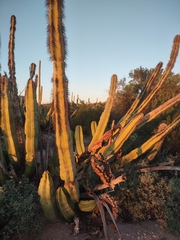 Lophocereus schottii