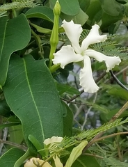 Echites umbellatus