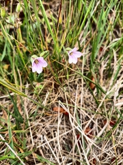 Erodium botrys