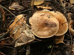 Leucocortinarius bulbiger