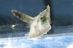 Monacanthus ciliatus