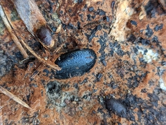 Coelocnemis dilaticollis