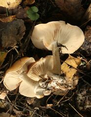 Leucocortinarius bulbiger