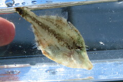 Monacanthus ciliatus